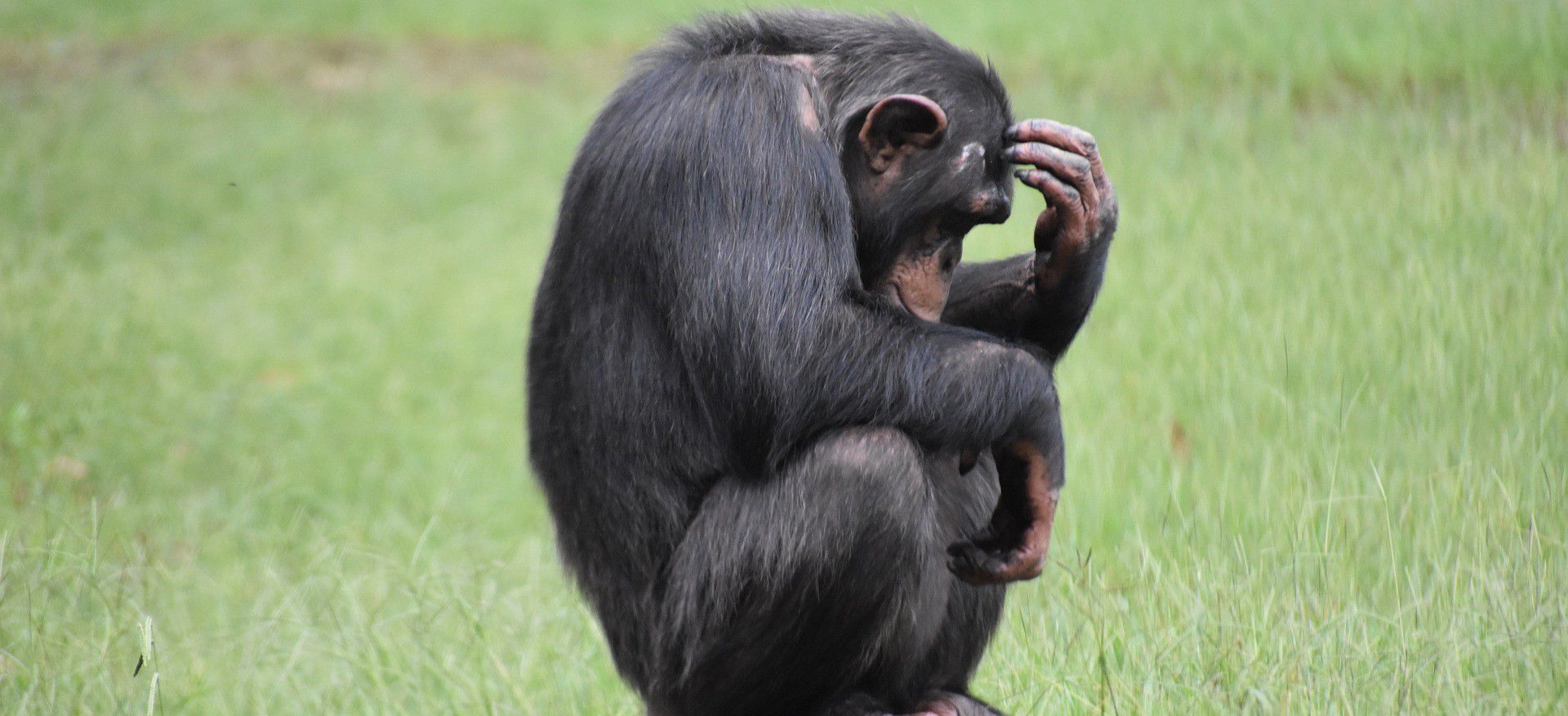 Razones y normatividad en animales no humanos