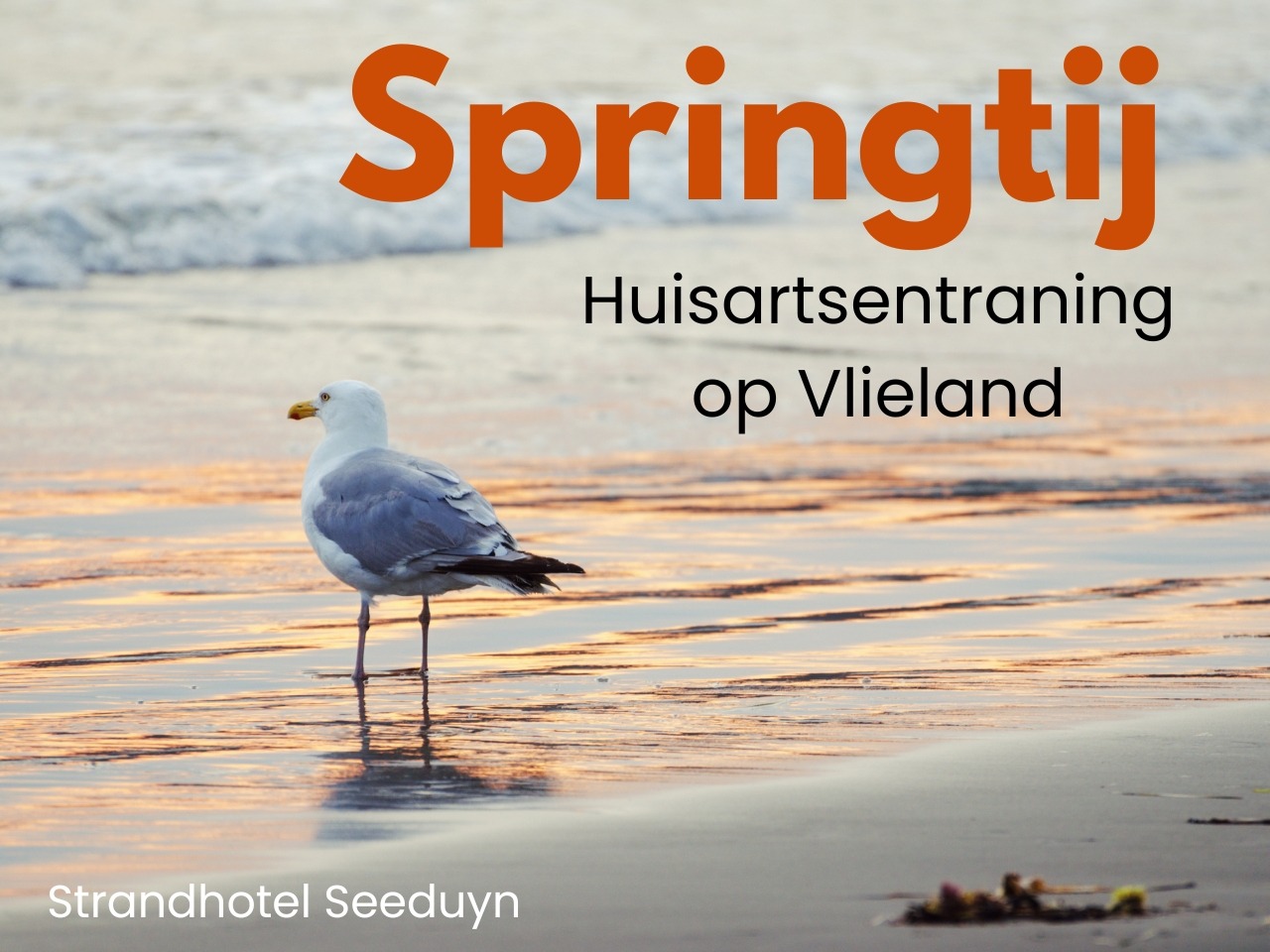 Huisartsentraining op Vlieland 2027 - Springtij