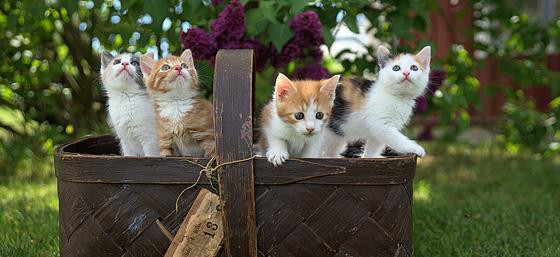 Tegel banner afbeelding _6965ab6a5d1b0