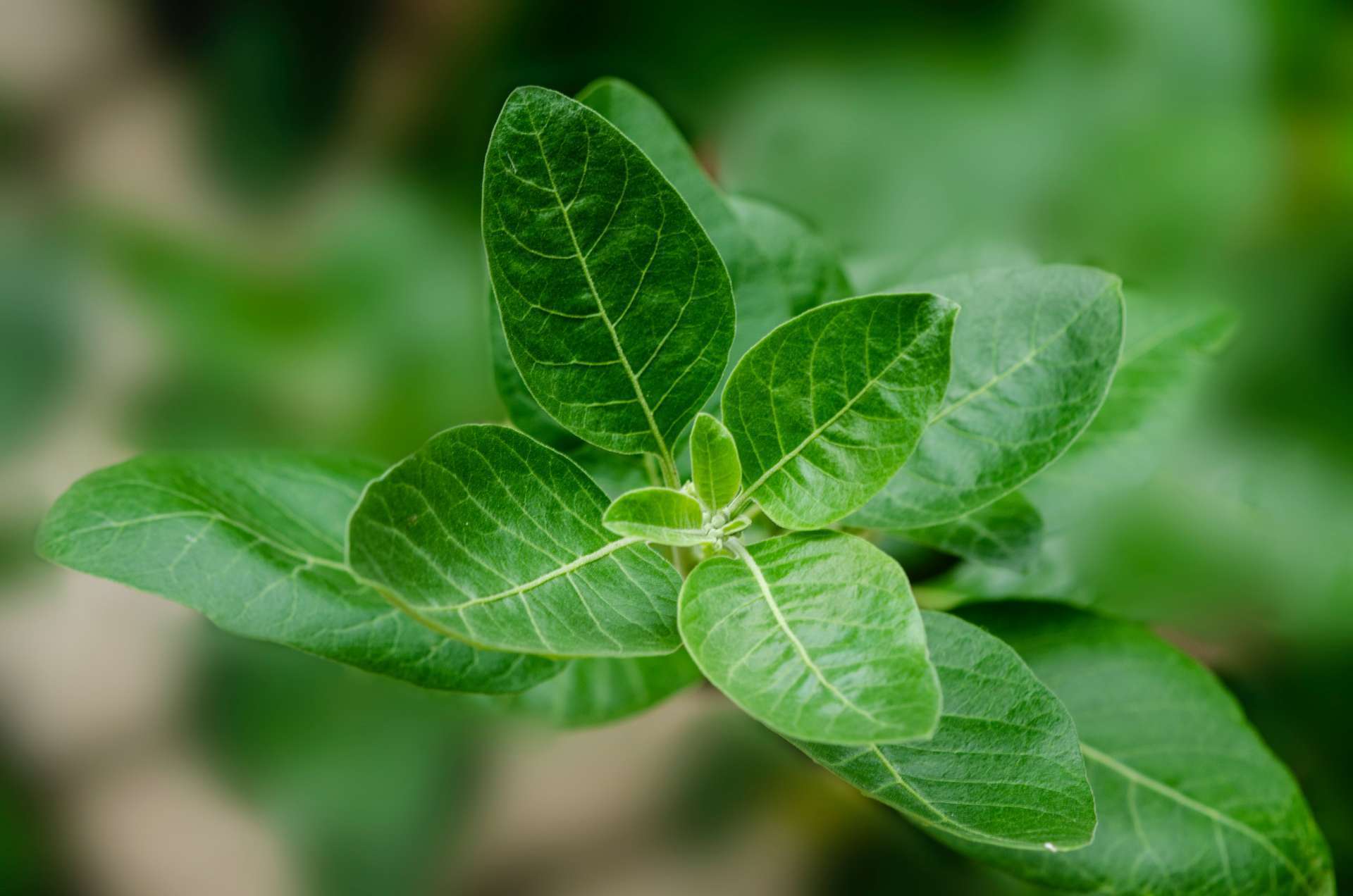 5 voordelen van Ashwagandha