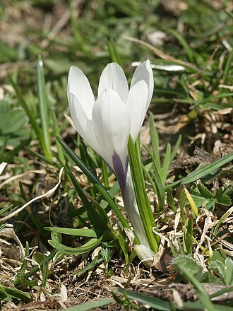 Crocus vernus (iridacee)