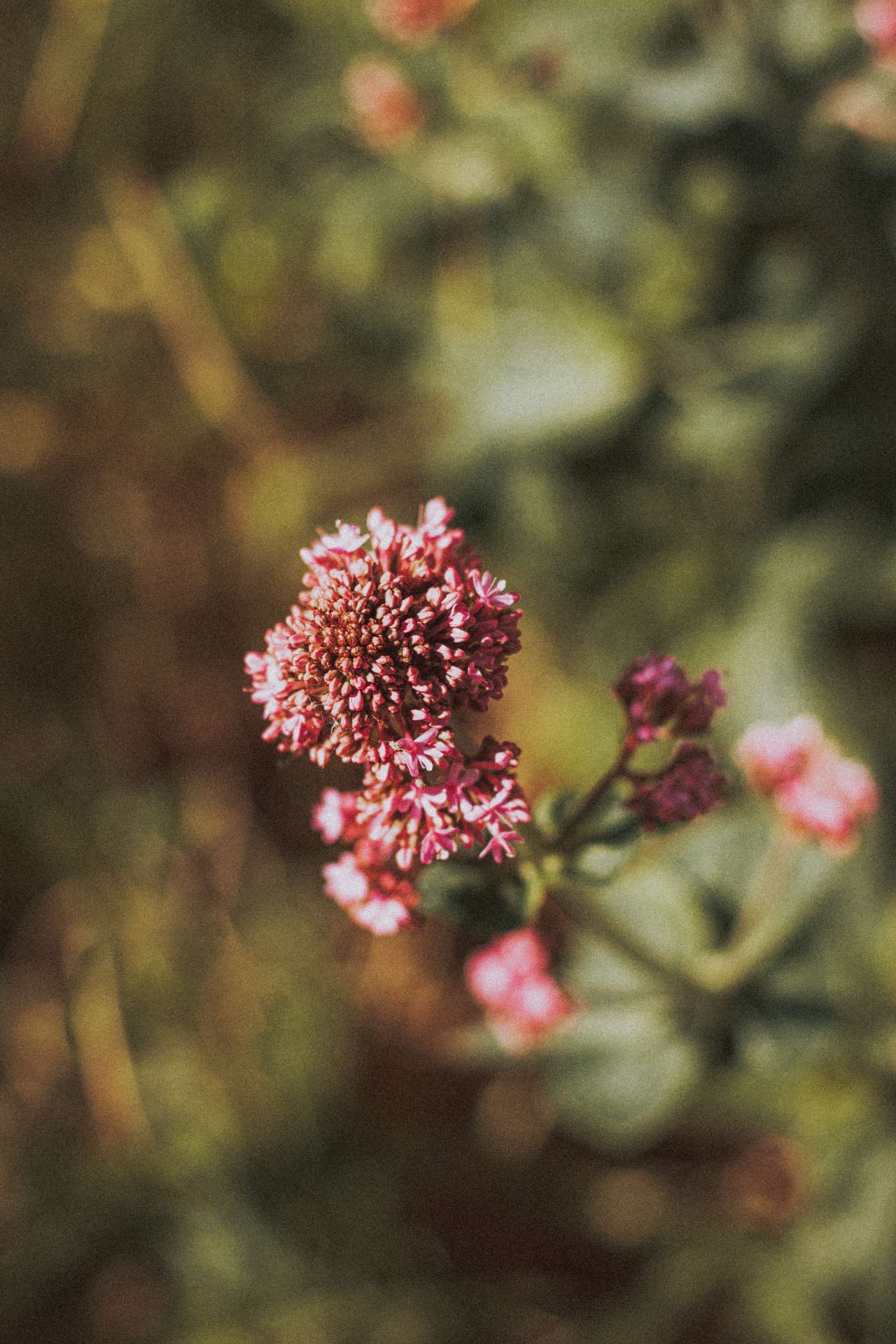 Valeriaan: een natuurlijk slaapmiddel Valeriaan: een natuurlijk slaapmiddel