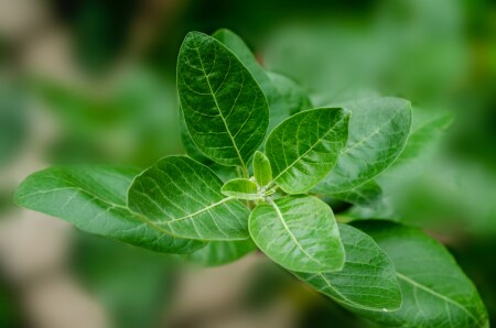 5 voordelen van Ashwagandha 5 voordelen van Ashwagandha