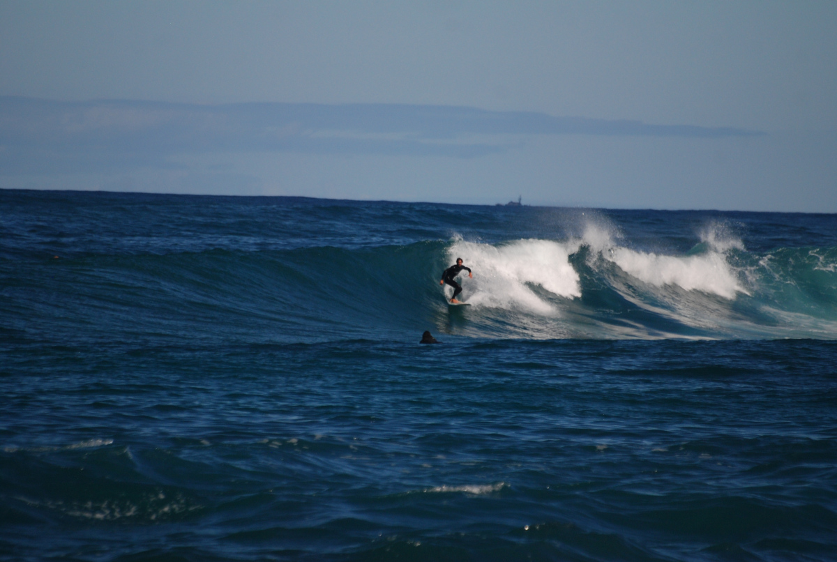 Surf