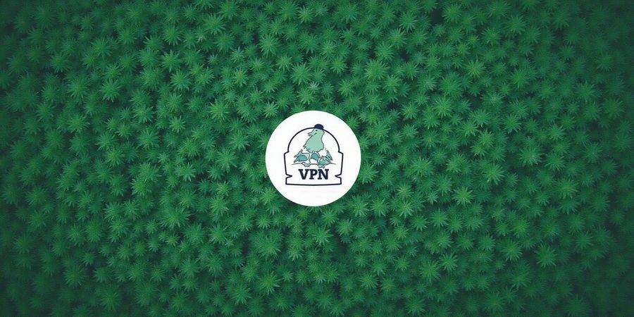 Forest VPN 2025 Review: Speed, Affordability & Security