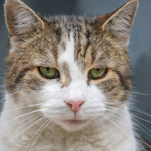 Larry, pisica de la Downing Street, isi pastreaza pozitia dupa alegerile din Marea Britanie