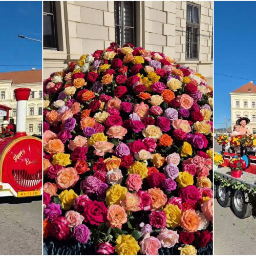 Parada rozelor la Aiud: Festivalul "Ziua Rozelor" a ajuns la cea de-a XXI-a ediție