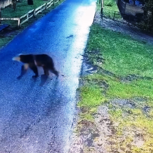 Ursul a atacat Gradina Zoologica din Târgu Mureș