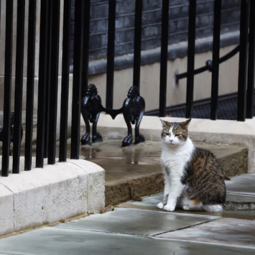 Larry, motanul oficial "Chief Mouser", rămâne la numărul 10 Downing Street