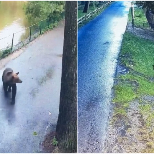Ursul care a terorizat grădina zoologică din Târgu Mureș a fost împușcat