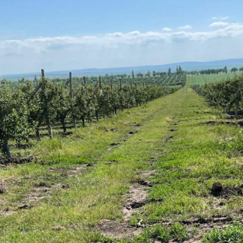 Viorica Airinei, administratorul Agrofruct Plugari: "Ne-am lecuit" după experiența cu supermarket-urile