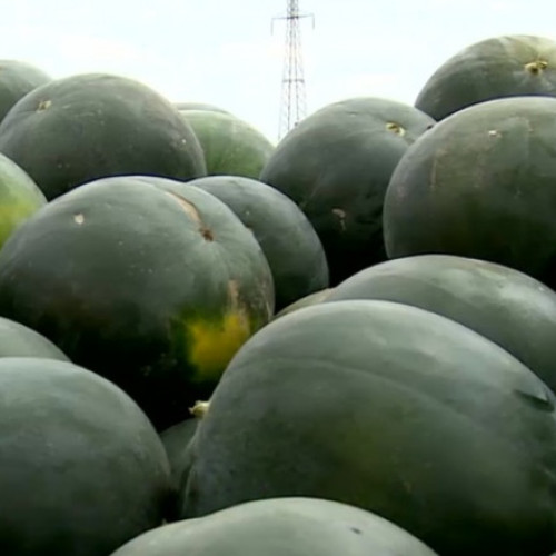 ANF dispune controale riguroase pentru pepenii românești