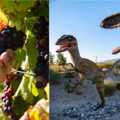 Strugurii, ai fi existat dacă dinozaurii nu dispăreau?