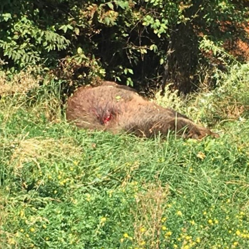 Creștere alarmantă a atacurilor de urși în județul Mureș