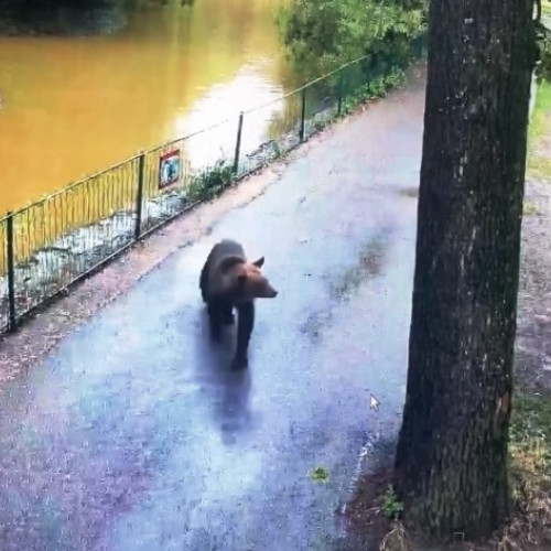 Capturarea unui urs brun periculos la Târgu Mureș