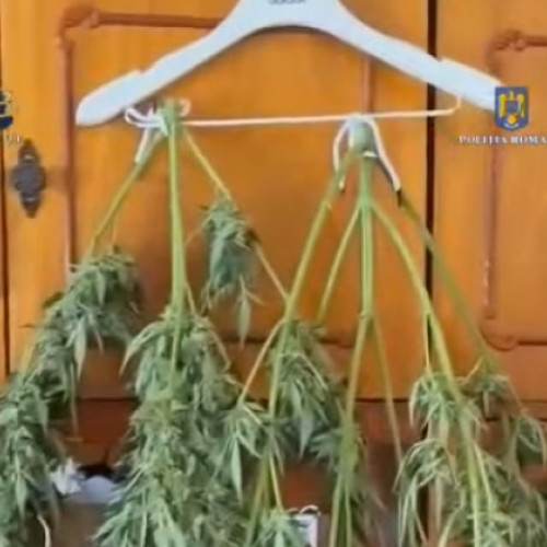 Descoperire de plante de canabis în Sibiu: Un bărbat a fost arestat preventiv