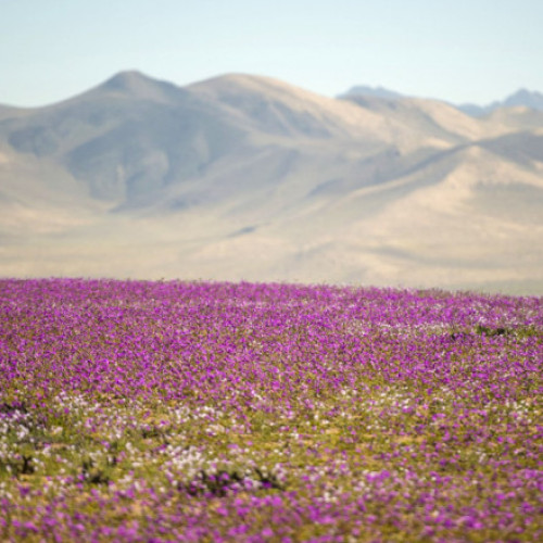 Ploile timpurii transformă deșertul Atacama