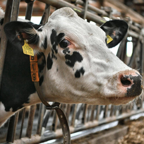 Virusul gripei aviare face un pas periculos: vacile din SUA, afectate