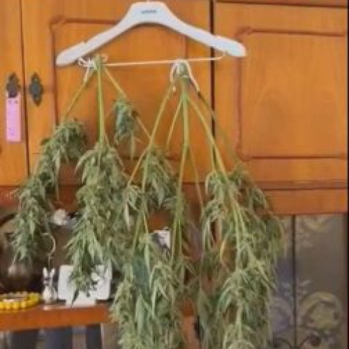 Bărbat din Sibiu arestat pentru cultivarea și uscarea canabisului