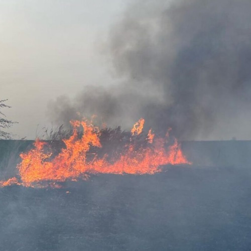 Incendii de vegetație fac ravagii în întreaga țară