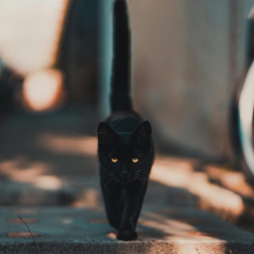 Superstițiile românești: Tradiții care dăinuie în cultura noastră