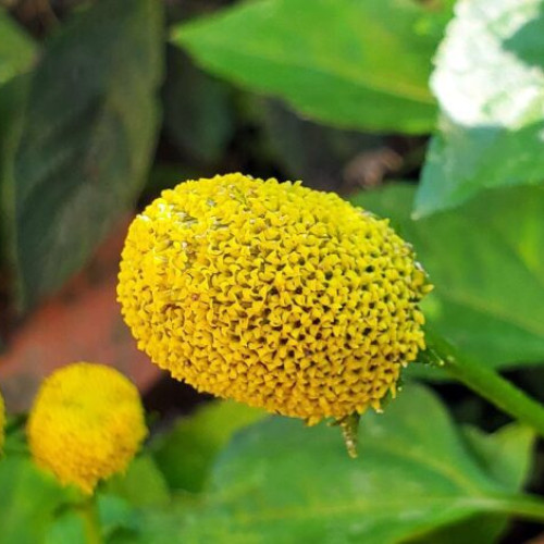 Acmella Oleracea, aclimatizată cu succes în România