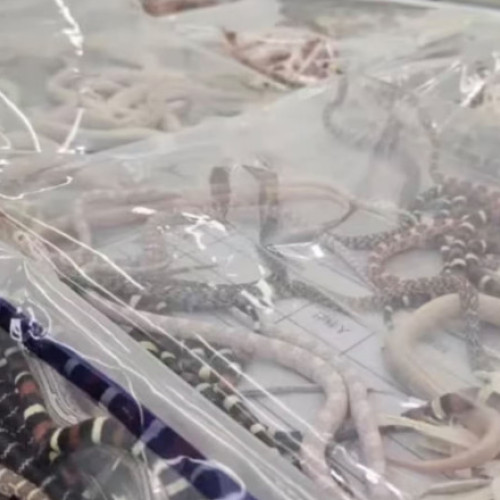 Un bărbat a vrut să treacă granița, în China, cu peste 100 de șerpi ascunși în pantaloni