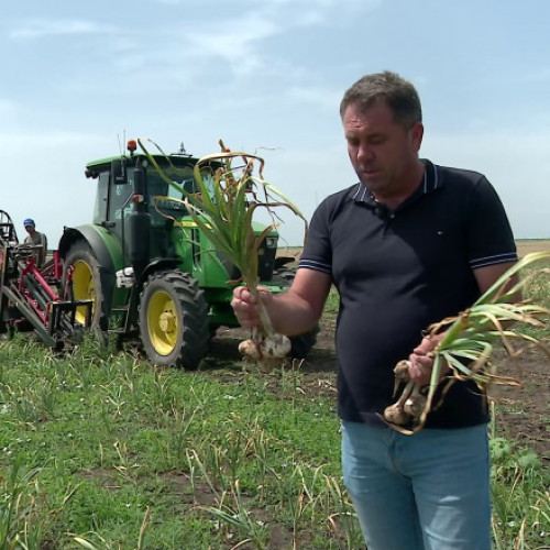 Video Avem un nou soi de usturoi românesc, la fel de arătos precum cel de import, creat de cercetătorii din Buzău. Când ajunge în piețe