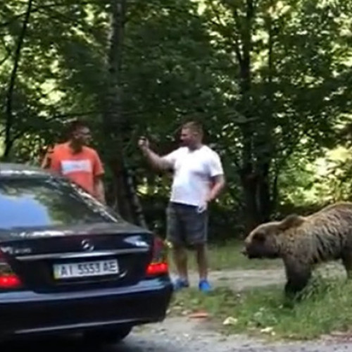 Doi bărbați atacați de urs pe Transfăgărășan. Nu știi niciodată cum reacționează fiara...