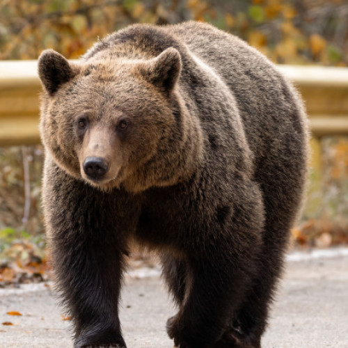 Klaus Iohannis reacționează la tragedia din Munții Bucegi