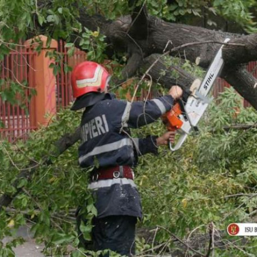 Furtuna din București a doborât zeci de copaci și a rupt crengi sănătoase