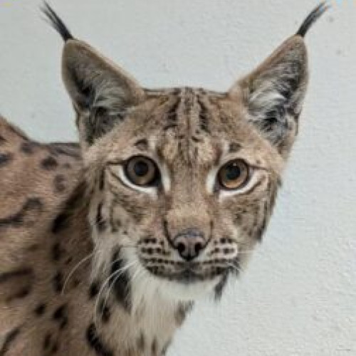 Ras carpatin transferat la Grădina Zoologică din Brașov