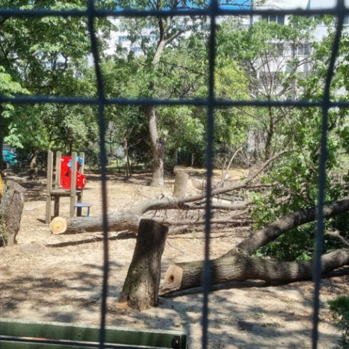 Deputat și viceprimar USR cer măsuri urgente împotriva tăierilor ilegale de copaci în Sectorul 3