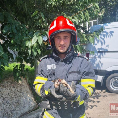 Pompierii din Botoșani au salvat un pisoi căzut într-un canal