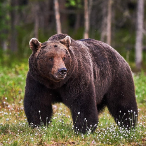 Tanără moartă după un atac de urs pe Jepii Mici: detalii oficiale