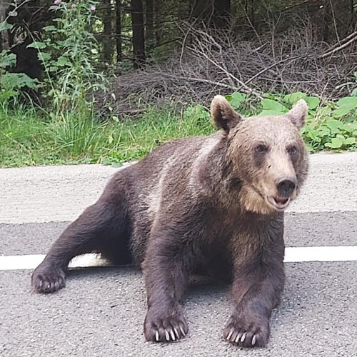 Atacuri frecvente ale animalelor sălbatice în Harghita: zeci de oi și vaci omorâte