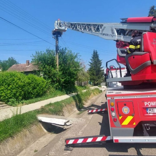 Pompierii din Dorohoi au salvat un pui de barză prins în plasa unui cuib