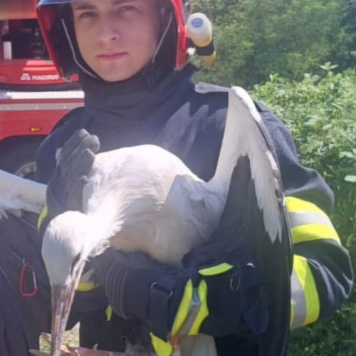 Un pui de barză salvat dintr-un cuib blocat într-o plasă