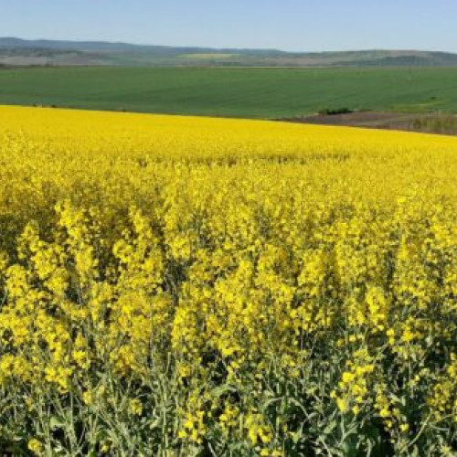 Controale APIA în teren: încep verificările pentru subvențiile din 2024