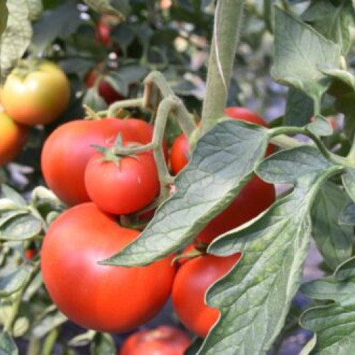 Guvernul aprobă suplimentarea bugetului pentru Ministerul Agriculturii