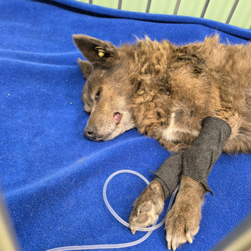 Apel pentru ajutor: cățelușă accidentată în Cluj-Napoca are nevoie de sprijin