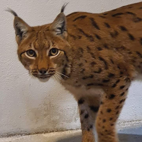 Zoo Brașov își îmbogățește colecția cu un nou râs carpatin