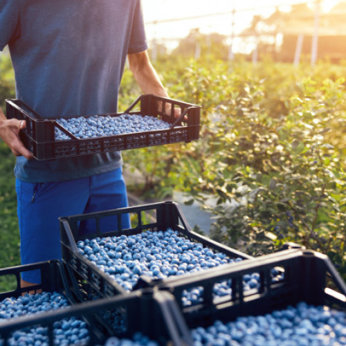 Tânăr reținut în Timiș pentru furtul a 5.600 de kilograme de afine