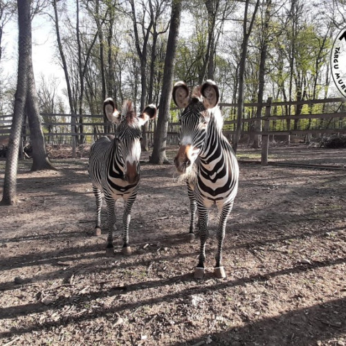 Animalele Grădinii Zoologice din Târgu Mureș se răcoresc în timpul caniculei