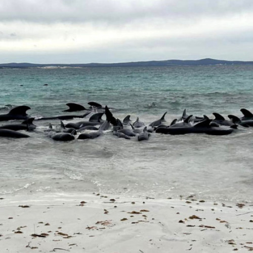 Peste 70 de balene au decedat pe o plajă din Orkney