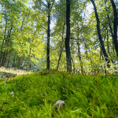 Soluții pentru a evita canicula în județul Alba