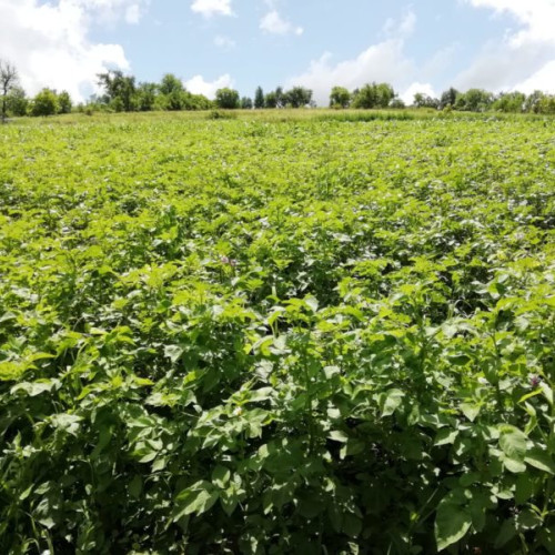 Mai puțin de 12% din populația activă a lucrat în agricultură anul trecut