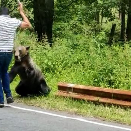 Cereți prudență maximă! Urșii de la Bâlea Lac, hrăniți zilnic de turiști
