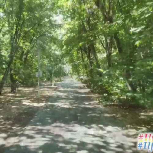 O plimbare răcoroasă în Pădurea Pustnicu, recomandată de CJ Ilfov