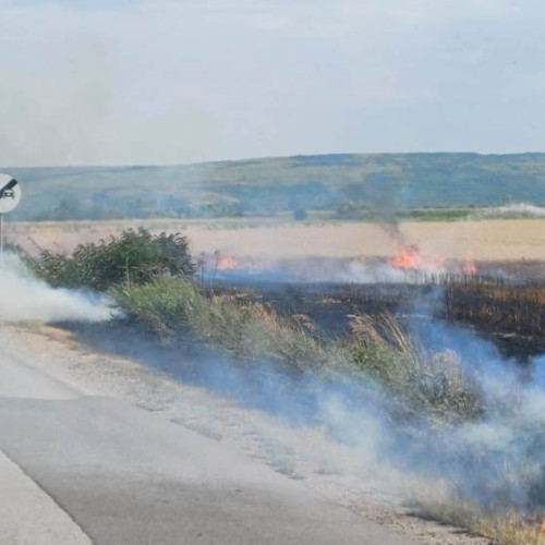 Incendiu într-un lan de porumb între Blaj și Cergău